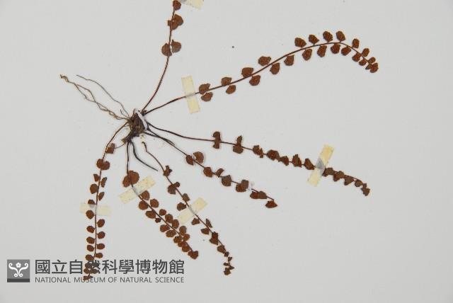 鐵角蕨藏品圖，第3張
