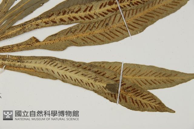 叢葉鐵角蕨藏品圖，第3張