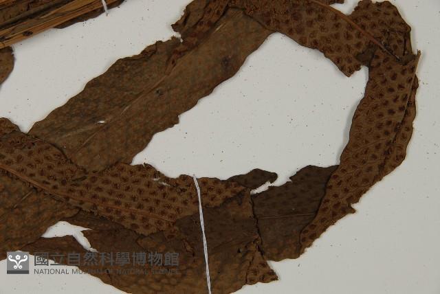 翅柄三叉蕨藏品圖，第3張