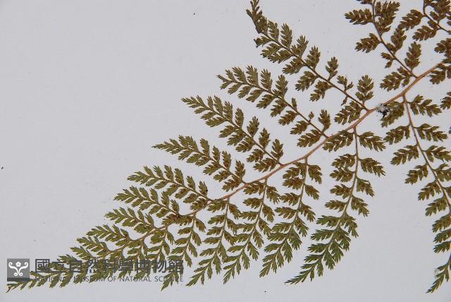 登錄號:P003909藏品圖，第3張