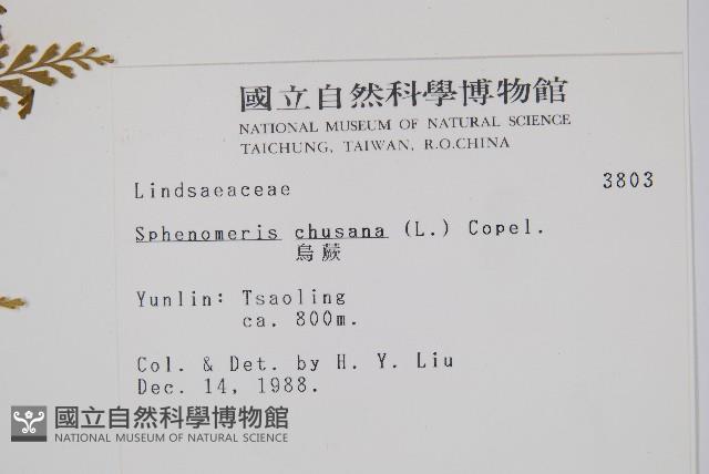 烏蕨藏品圖，第2張