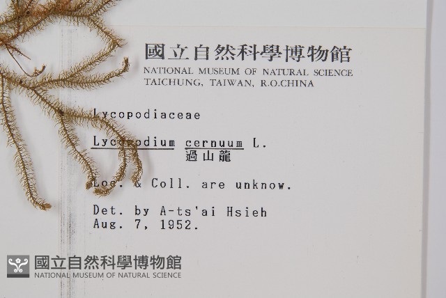過山龍藏品圖，第2張