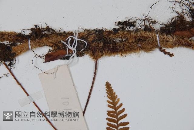 圓蓋陰石蕨藏品圖，第3張