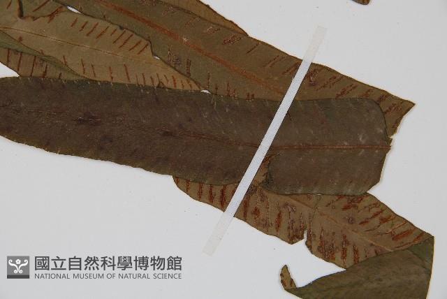 單葉雙蓋蕨藏品圖，第3張