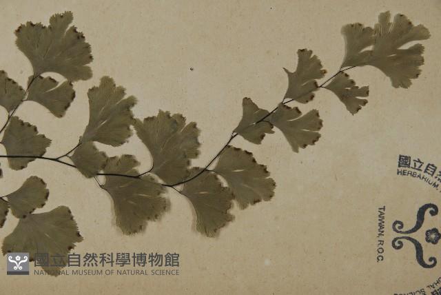 鐵線蕨藏品圖，第3張