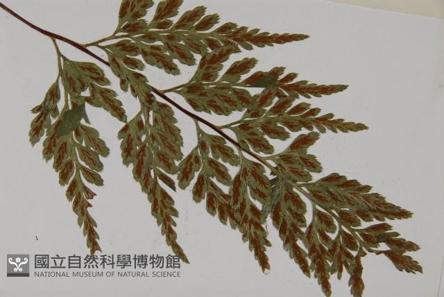有翅鐵角蕨藏品圖，第3張