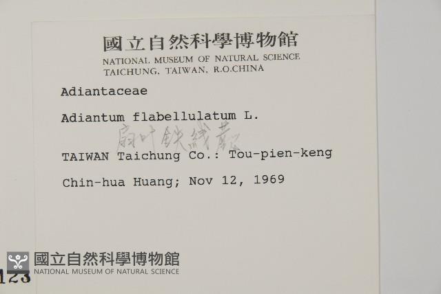 扇葉鐵線蕨藏品圖，第2張
