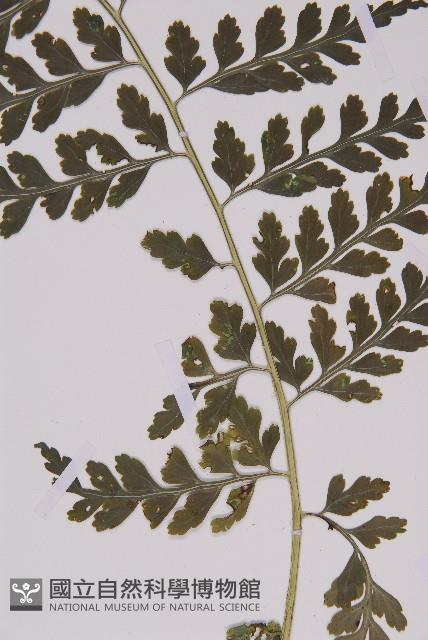 大鐵角蕨藏品圖，第3張