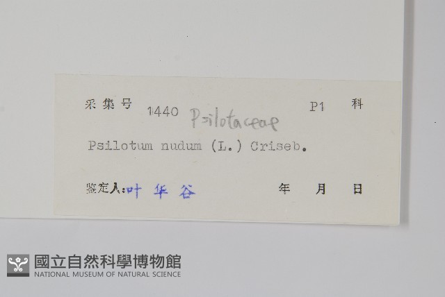 松葉蕨藏品圖，第2張