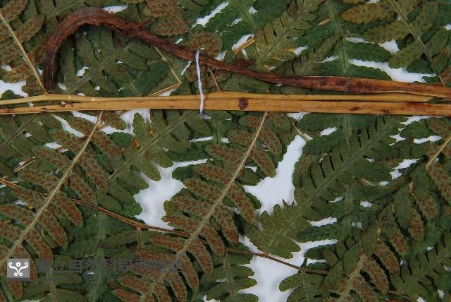 大理峨眉蕨藏品圖，第6張