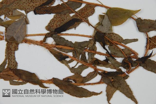 鐮羽貫眾藏品圖，第3張