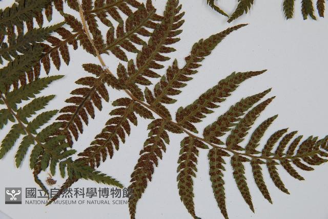 禾稈蹄蓋蕨藏品圖，第6張