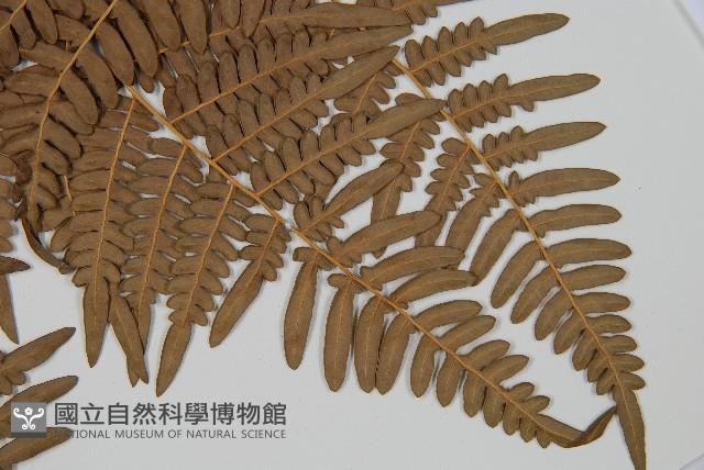 蕨藏品圖，第3張