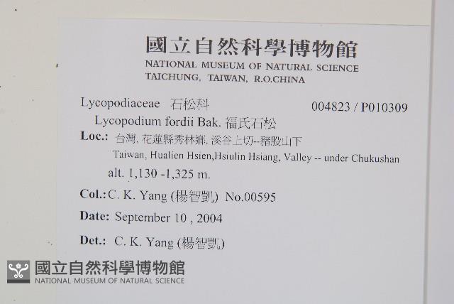 福氏石松藏品圖，第2張