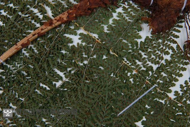 魚鱗蕨藏品圖，第3張