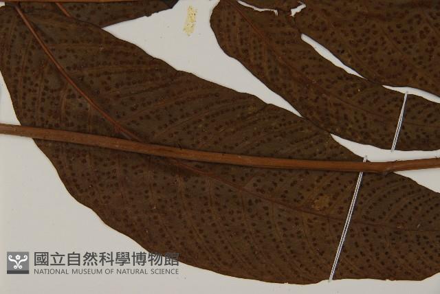 南投三叉蕨藏品圖，第3張