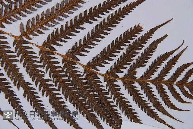 金狗毛蕨藏品圖，第3張