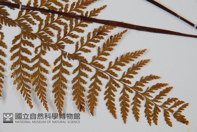 碗蕨藏品圖，第3張