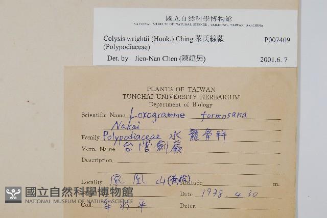 萊氏線蕨藏品圖，第2張