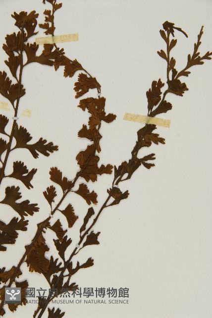 鱗柄鐵角蕨藏品圖，第3張