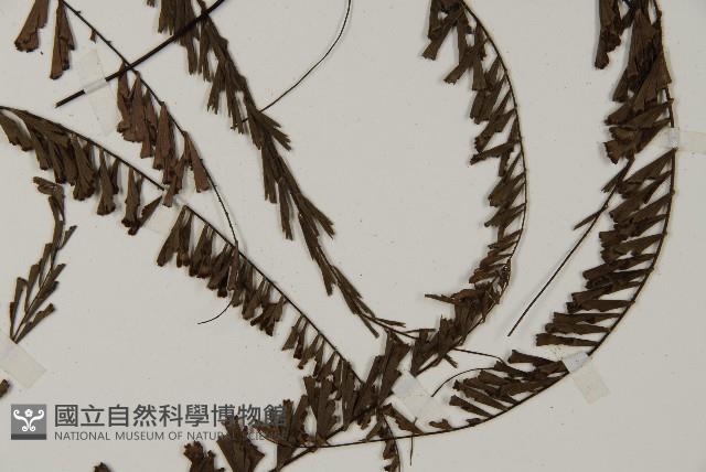 鞭葉鐵線蕨藏品圖，第3張