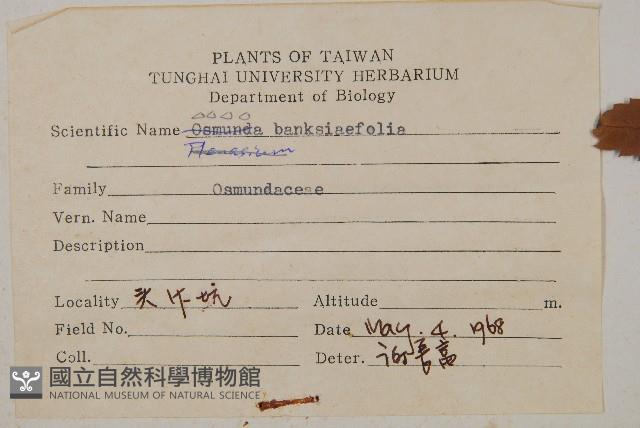 粗齒革葉紫萁藏品圖，第2張