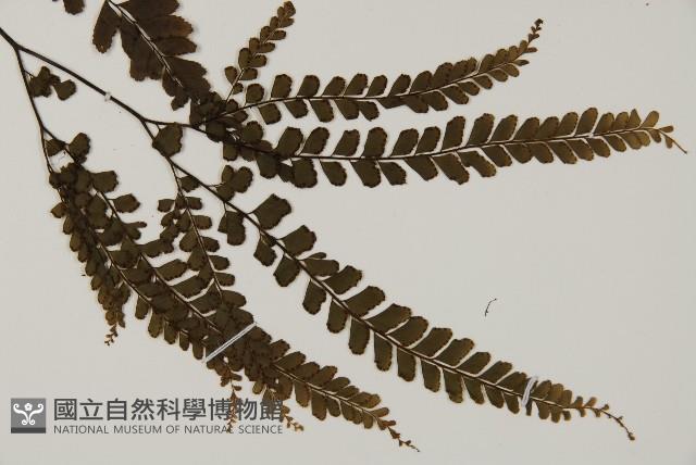 毛葉鐵線蕨藏品圖，第3張