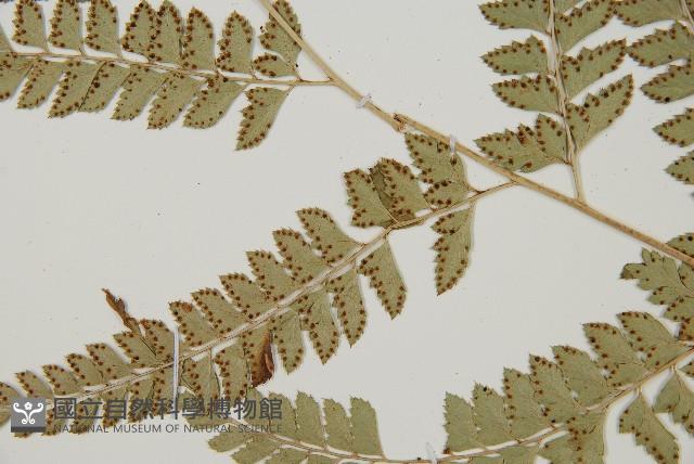 屋久複葉耳蕨藏品圖，第3張
