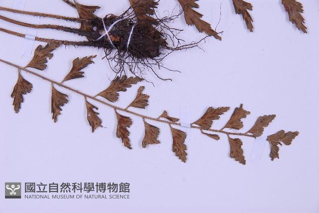 斜葉鐵角蕨藏品圖，第3張