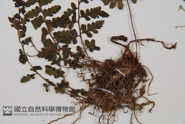 宿蹄蓋蕨藏品圖，第3張