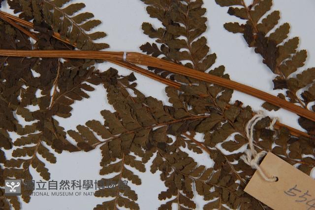 粗毛鱗蓋蕨藏品圖，第3張