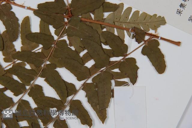 闊鱗鱗毛蕨藏品圖，第3張
