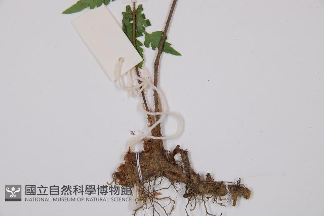 黑葉貞蕨藏品圖，第6張