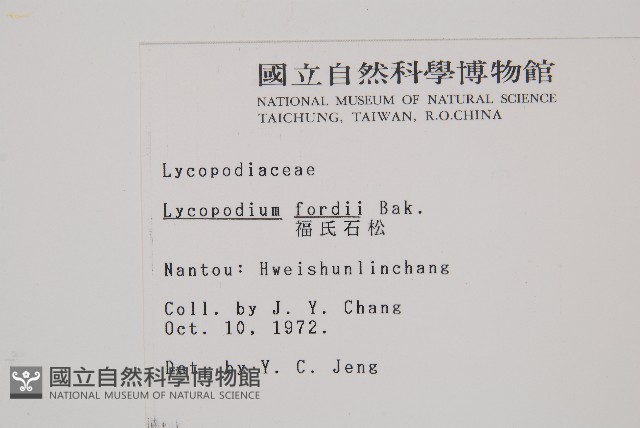 福氏石松藏品圖，第2張