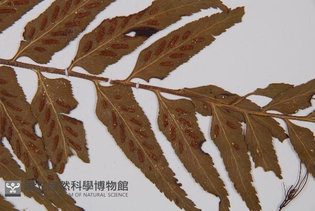 萊氏鐵角蕨藏品圖，第3張