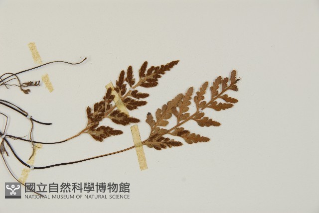 縮羽鐵角蕨藏品圖，第3張