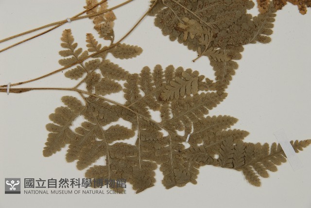腫足蕨藏品圖，第3張