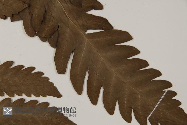 屏東擬肋毛蕨藏品圖，第3張