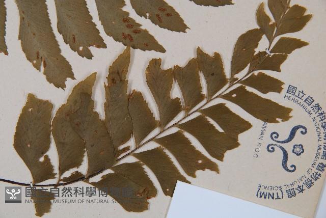 單邊鐵角蕨藏品圖，第3張