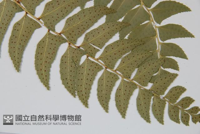 鐮羽貫眾藏品圖，第3張