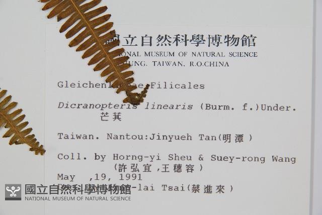 芒萁藏品圖，第2張