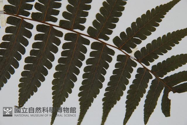 德氏雙蓋蕨藏品圖，第3張