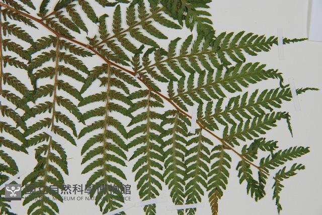 狹葉蹄蓋蕨藏品圖，第6張