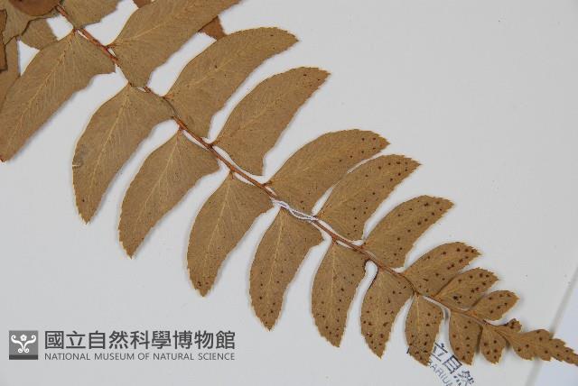 鐮羽貫眾藏品圖，第3張