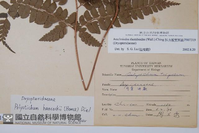 斜方複葉耳蕨藏品圖，第2張