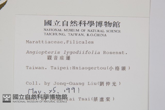 觀音座蓮藏品圖，第2張