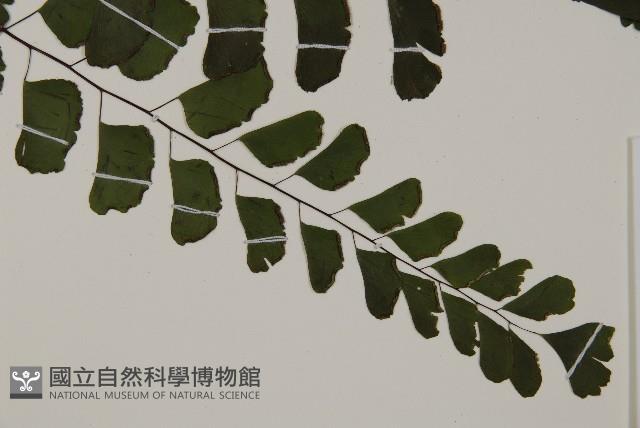 半月形鐵線蕨藏品圖，第3張