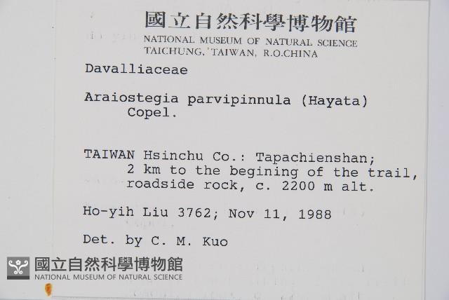 台灣小膜蓋蕨藏品圖，第2張