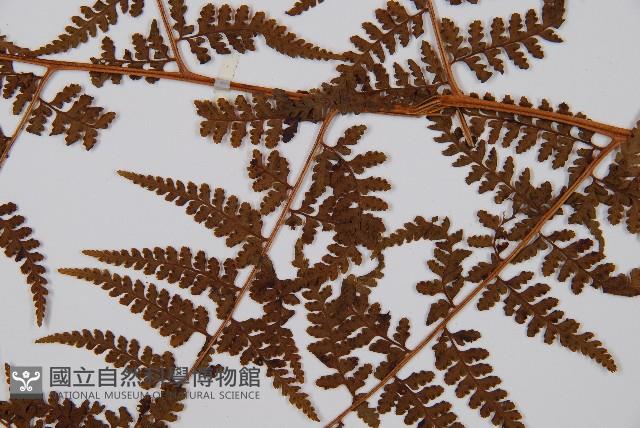 熱帶鱗蓋蕨藏品圖，第3張