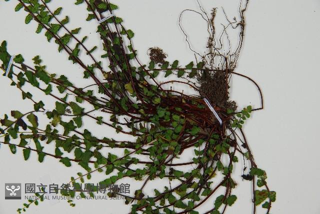 Maidenfair spleenwort Collection Image, Figure 3, Total 4 Figures